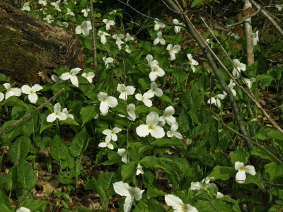 Day 1: Trillium grandiflorum