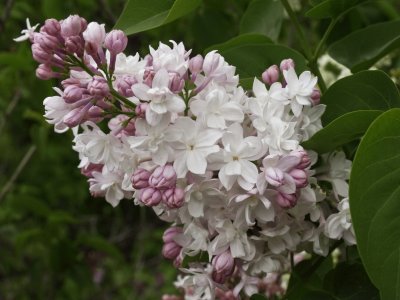 Day 3: My favorite of all of the lilacs - a double-flowered one