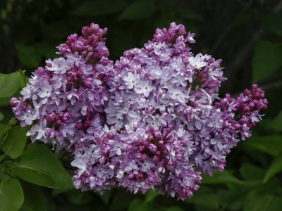 Day 3: Fragrant group of lilacs