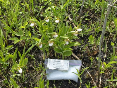 Day 4: Cypripedium candidum - with collection bag for leaf samples