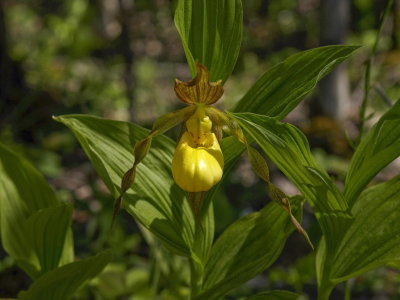 Day 5: Cypripedium parviflorum var. pubescens