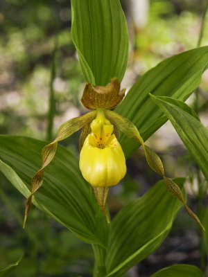 Day 5: Cypripedium parviflorum var. pubescens