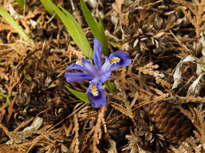Day 5: Federally protected Dwarf Lake Iris - Iris lacustris - Michigan state flower
