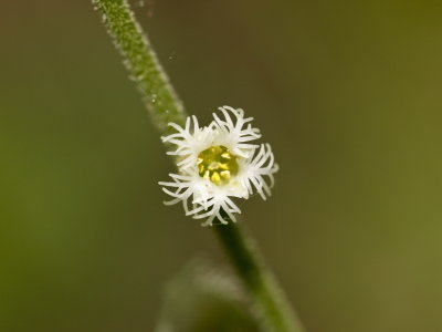Day 5: Mitrewort - Mitella diphylla, closeup - flower about one-eighth inch across