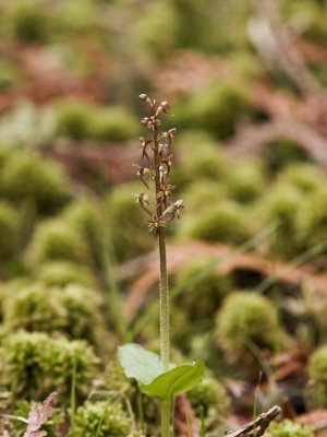Day 5: Listera cordata - heart-leaf twayblade - very, very tiny flowers