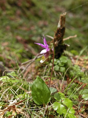 Day 5: Calypso bulbosa var. americana