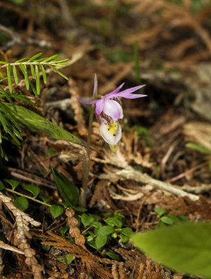 Day 5: Calypso bulbosa var. americana