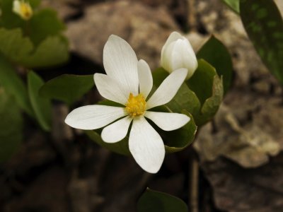 Day 6: Sanguinaria canadensis (Bloodroot)