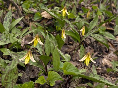 Day 6: Erythronium americanum (Trout lily)