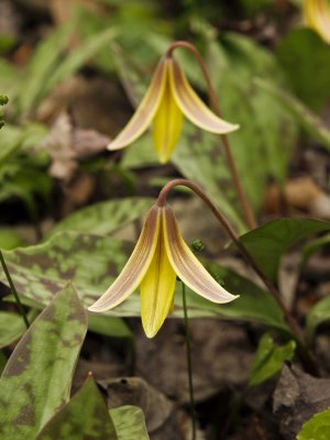 Day 6: Erythronium americanum (Trout lily)