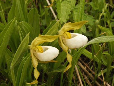 Day 7: Cypripedium candidum