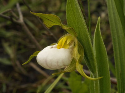 Day 7: Cypripedium candidum