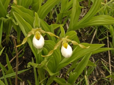 Day 7: Cypripedium candidum