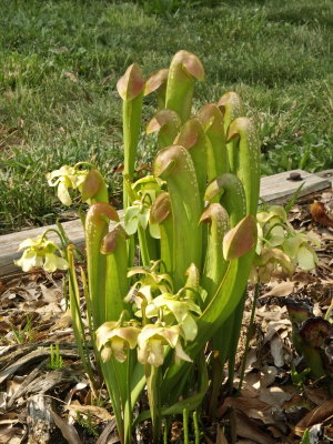 Sarracenia minor