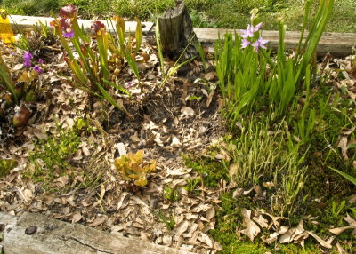 Vandalism - a hole where dozens of orchids once bloomed...