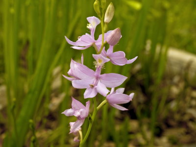 Calopogon tuberosus - pink form - one of five that was left behind
