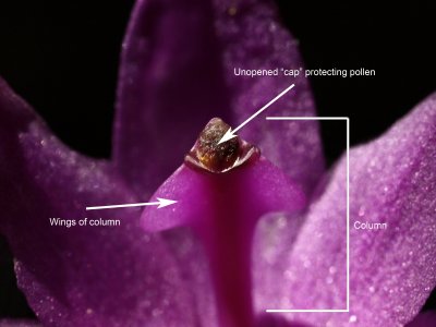 Calopogon tuberosus - close up of the column showing the cap protecting the pollen grains on the end of the column