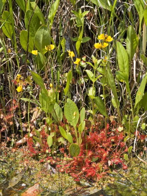Closeup of D. rotundifolia and U. cornuta