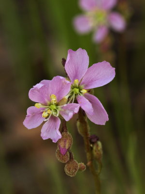 Drosera filiformis var. tracyi