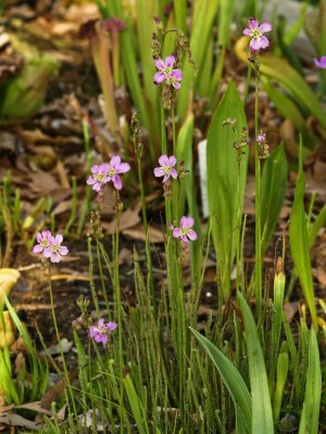 Drosera filiformis var. tracyi