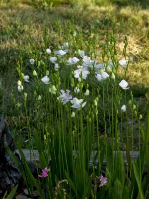 Calopogon tuberosus forma albiflorus - blooms several weeks later than the magenta ones
