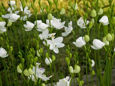 Calopogon tuberosus forma albiflorus