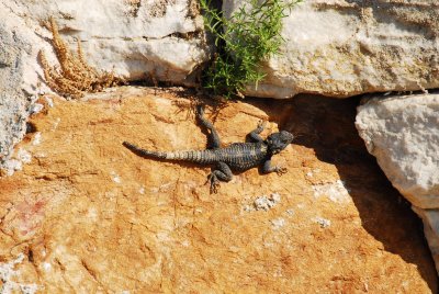 A Naxos Dragon.