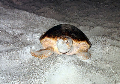 Logerhead Turtle