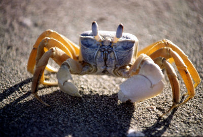 A Crab Masirah.