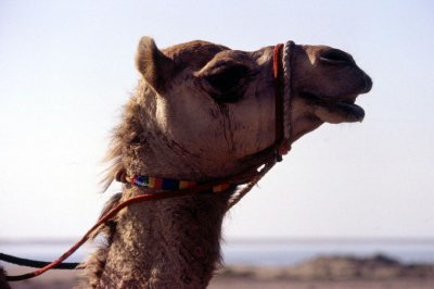 Camels head