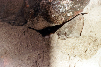 A Loggerhead Turtle laying her eggs on Masirah