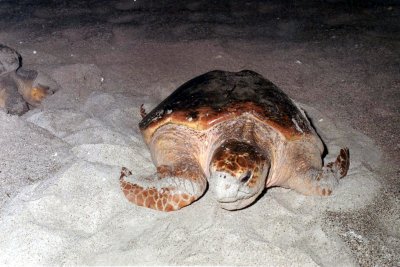 Loggerhead Turtle on a Masirah beach