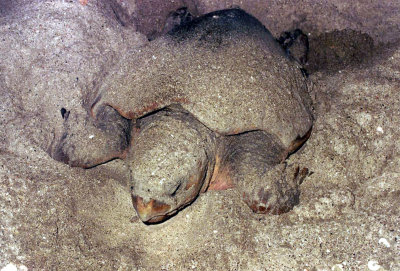 Loggerhead covered in sand after digging