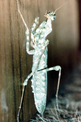 my pet Mantis