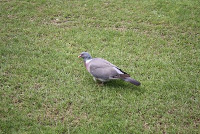 Wood Pigeon @ Buckingham Palace