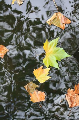 Leaves in a Hampstead Pond III (10/19)