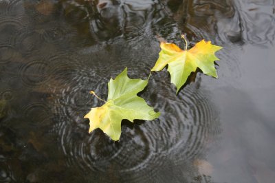 Much Patience Needed to Catch This Photo - Falling Leaf, Hampstead Heath (10/19)