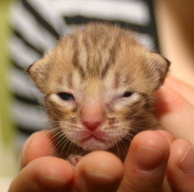 Chocolatespotted boy 1 week old, eyes not fully opened