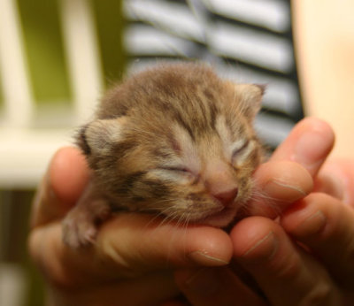 Chocolatespotted girl 1 week old