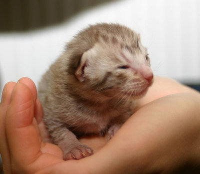 Chocolatesilverspotted male 1 week old, lighter in color