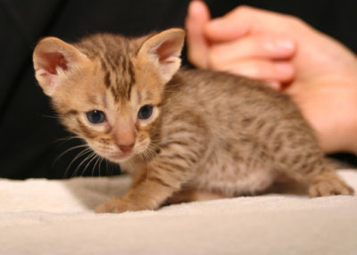 Choc male 3,5 weeks old