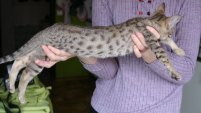 Nice big spotts