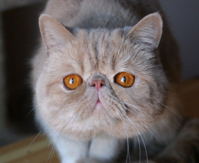 Tuff 2 years old..lovely eyecolor