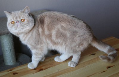 No condition due to spring with lots of lovely girls he thinks :)