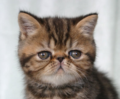 bruntabby hannen 7 veckor, den store kallad hemma :)