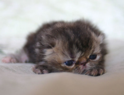 Tortietabby persian girl (ELH) 2 weeks old