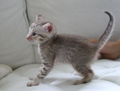 The smallest of the boys and in the litter