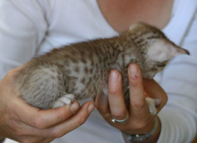 He is the fuzziest of them all and it's hard to see the spotts..