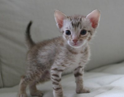 Here we finally got him to stay still 1 sec :)
