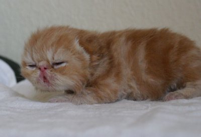 Little lion
